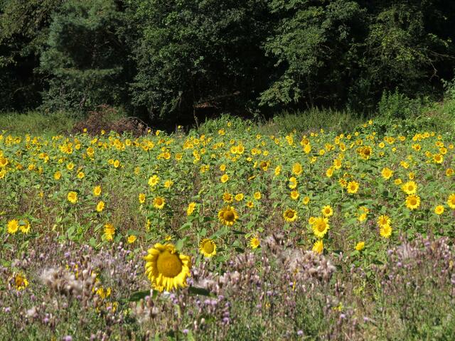 Auf dem Radweg von Rauschenberg nach Kirchhain.