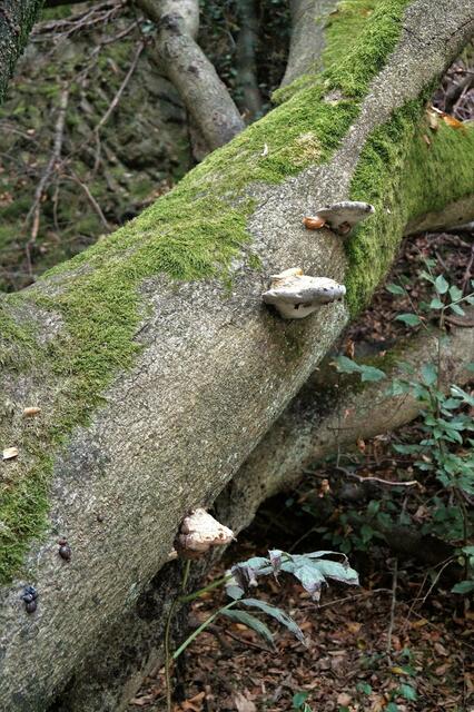 Guck mal da, Aschenbecher im Wald!!