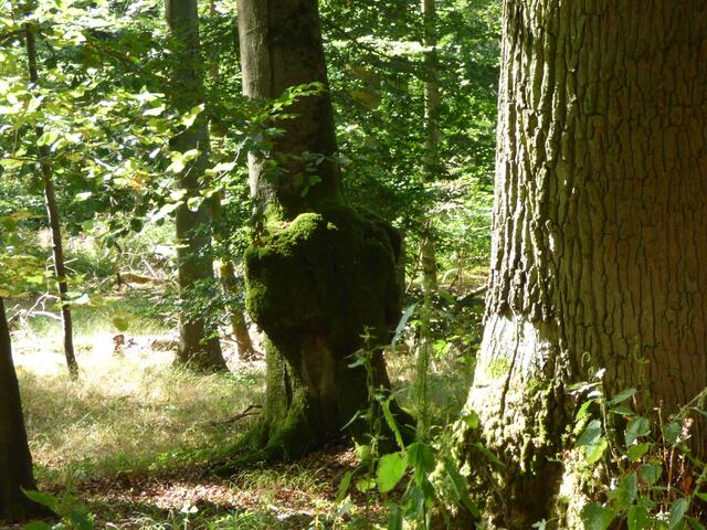 Baumriesen im Naturschutzgebiet Hangelstein