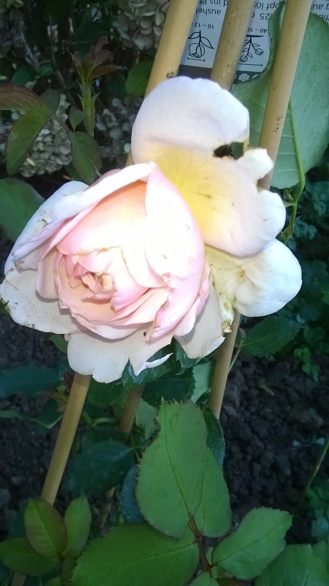 Die Neue Duftrose Mannheim