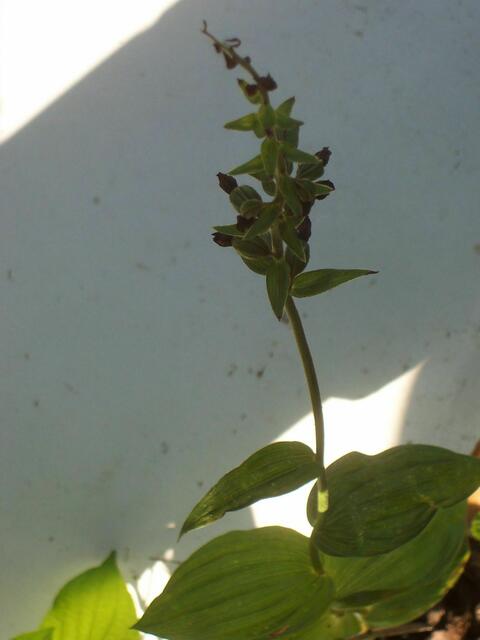 Epipactis helleborine am Nachbarzaun