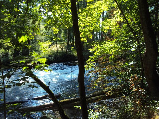 Am Donauufer bei der Brenz-Mündung