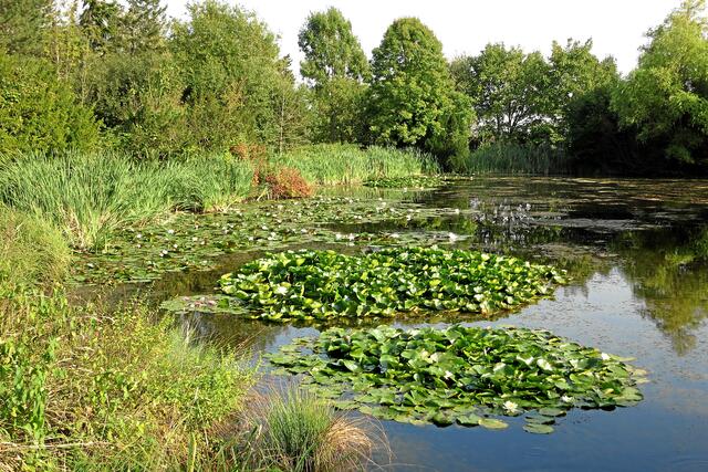 Uferbereich mit starkem Schilfbewuchs am 'kleinen Teich' - Blickrichtung nach Süd-Ost!