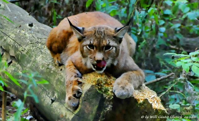 Luchs im Tierpark Edersee