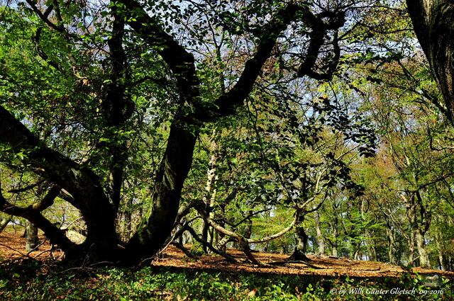 Der Hutewald am Ebachsköppel.