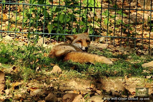 Fuchs im Tierpark Edersee.