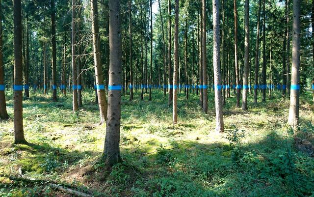 ...entsteht die blaue Linie und...