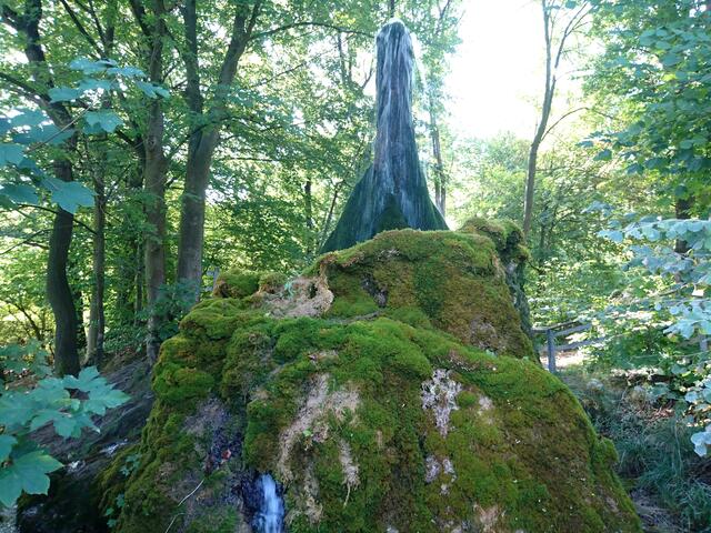 Der Wasserbaum von Ockensen