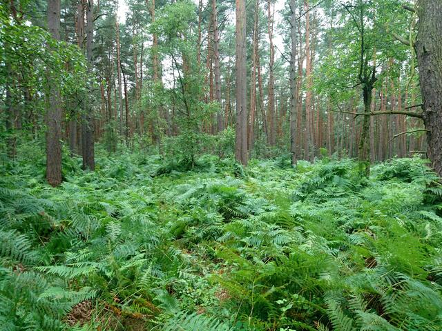 Fast wie im Urwald