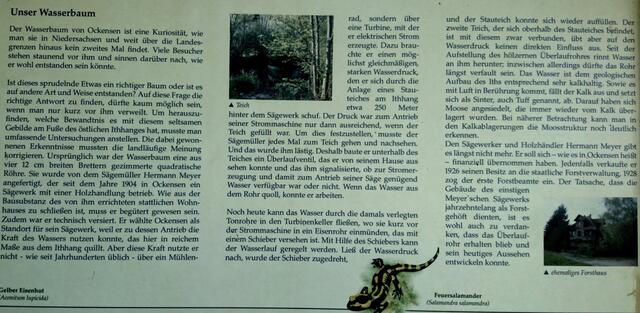 Info zur Entstehungsgeschichte des Wasserbaums