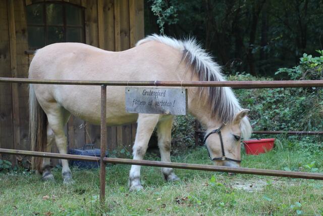 das Grubenpferd stärkt sich vor seinem Einsatz