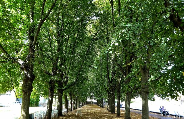 Lindenallee