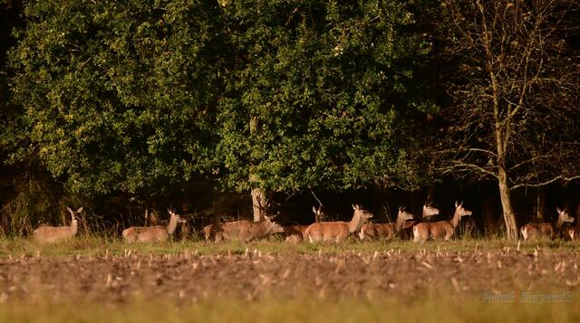 ...die eine Hirschkuh beobachtet mich.