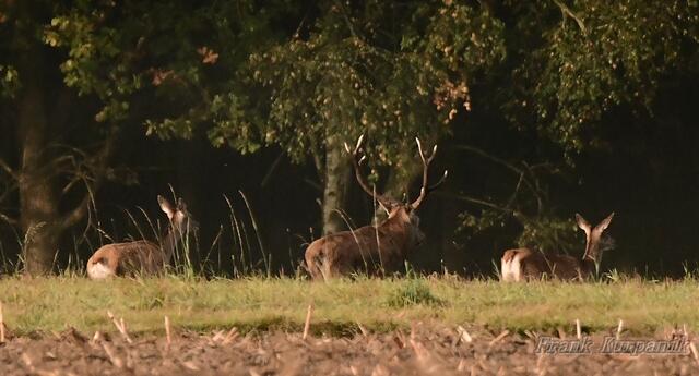 ...und nun verschwinden Sie, nach und nach im Wald.