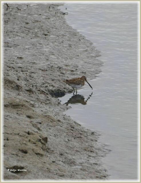 Die Bekassine (Gallinago gallinago) kann mit ihrem langen Schnabel tief im Schlick nach Nahrung stochern (Foto: Katja Woidtke)