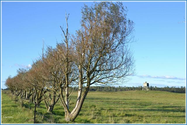 Beobachtungsturm im Katinger Watt (Foto: Katja Woidtke)