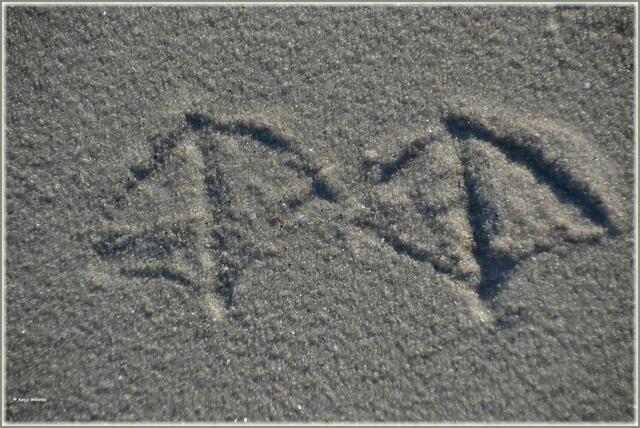 Vogelspuren am Strand von St. Peter-Ording (Foto: Katja Woidtke)
