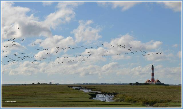 Nonnengänse (Branta leucopsis) in den Salzwiesen am Westerhever Leuchtturm (Foto: Katja Woidtke)