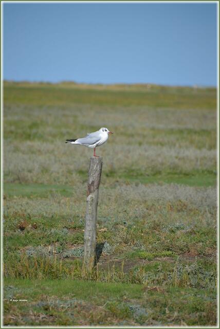 Die Lachmöwe ist ein dankbares Fotomotiv, da sie sich auch von den unzähligen Besuchern, die zum Leuchtturm Westerheversand spazieren, nicht aus der Ruhe bringen lässt (Foto: Katja Woidtke)