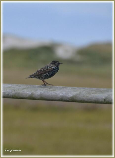 Star (Sturnus vulgaris) auf der Seebrücke in St. Peter-Bad (Foto: Katja Woidtke)