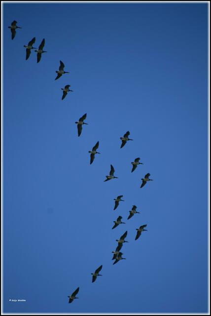 Weißwangengänse (Branta leucopsis) über den Wiesen des Katinger Watts (Foto: Katja Woidtke)