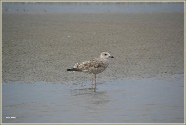 Junge Silbermöwe (Larus argentatus) (Foto: Katja Woidtke)