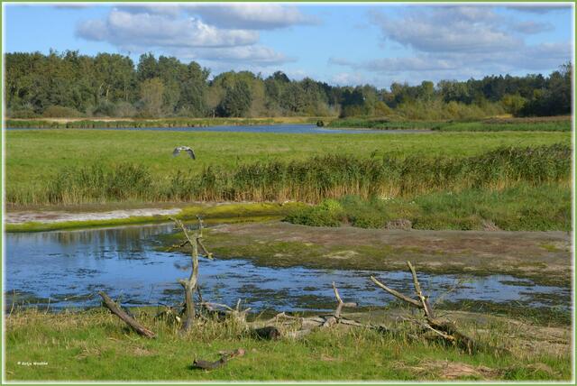 Aus den Hütten können die Vögel im Katinger Watt beobachtet werden, ohne sie zu stören (Foto: Katja Woidtke)
