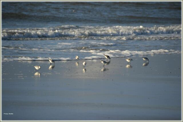 Sanderlinge flitzen entlang des Spülsaumes am Strand von St. Peter-Bad (Foto: Katja Woidtke)