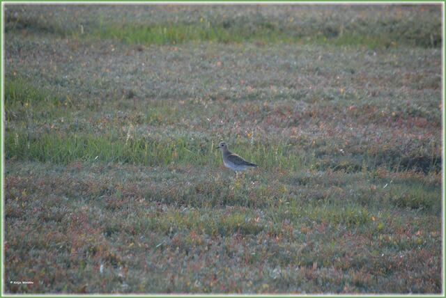 Gut getarnter Goldregenpfeifer (Pluvialis apricaria) in den Salzwiesen bei Westerhever (Foto: Katja Woidtke)