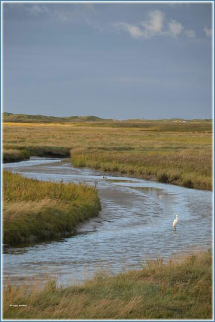 Silberreiher (Ardea alba) in den Salzwiesen vor St. Peter-Ording (Foto: Katja Woidtke)