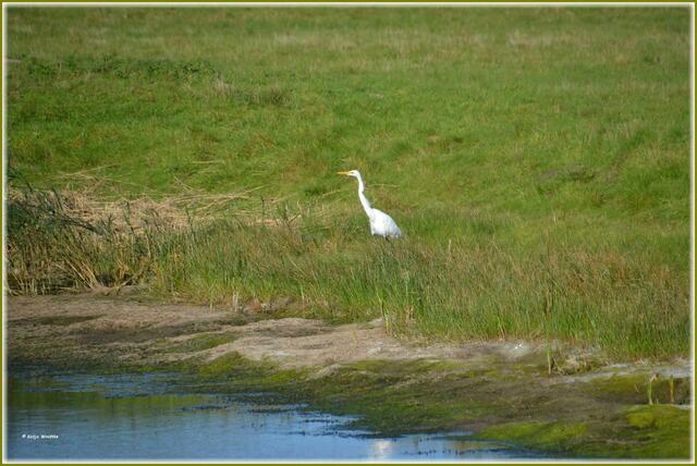 Silberreiher (Ardea alba) im Katinger Watt (Foto: Katja Woidtke)