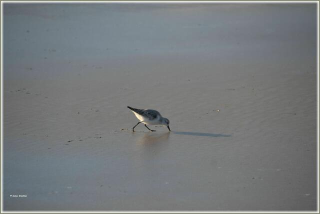Der Sanderling (Calidris alba) ist ein Watvogel, der zur Familie der Strandläufer gehört (Foto: Katja Woidtke)