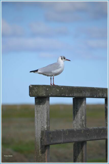 Jetzt im Schlichtkleid ist von dem während des Prachtkleides typischen schwarz gefärbten Kopf der Lachmöwe nichts zu sehen (Foto: Katja Woidtke)