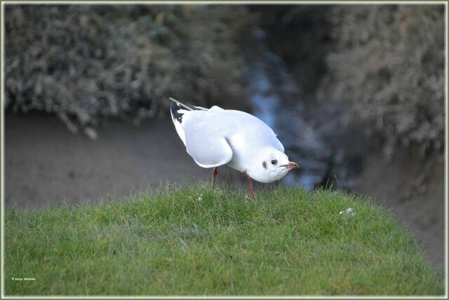 Lachmöwe (Chroicocephalus ridibundus) im Schlichtkleid (Foto: Katja Woidtke)