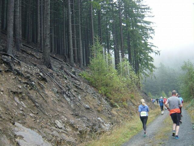 Bedrohlich dunkel wirkt der Wald bei diesem Wetter.