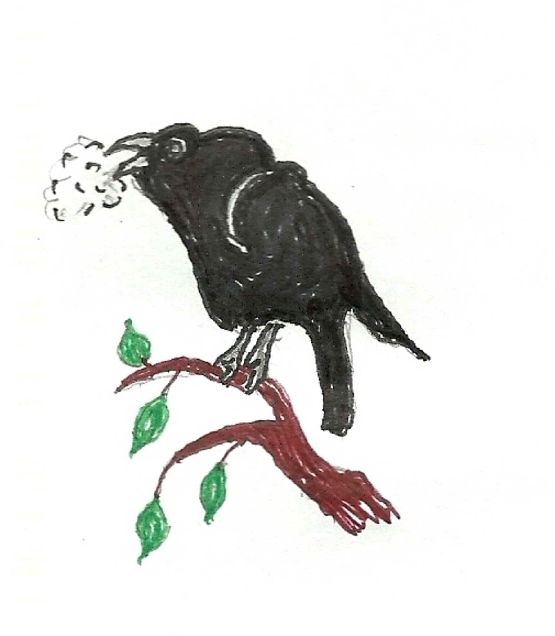 Raben-Art? - Neustadt am Rübenberge