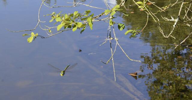 Blaugrüne Mosaikjungfer
