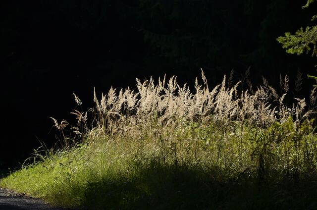 Lichtinsel  im Schatten