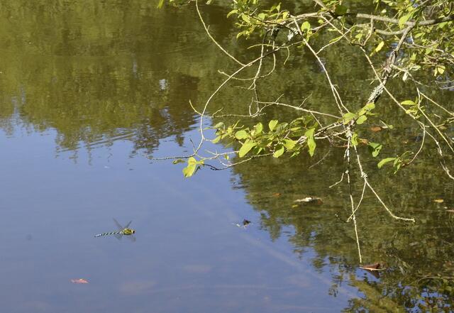 Blaugrüne Mosaikjungfer