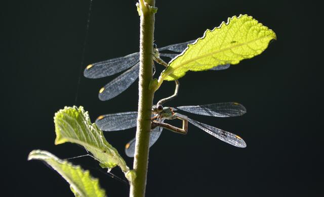 Weidenjungfern bei der Eiablage