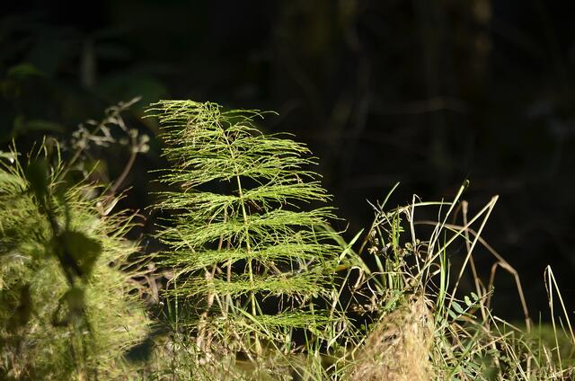 Waldschachtelhalm