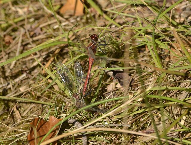 Rote Heidelibellen - Paarungsrad
