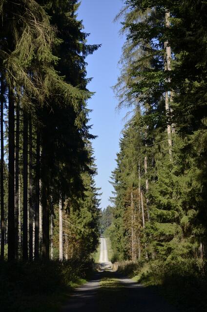 viele Wege führen durch den Langen Wald - ich hatte den falschen genommen, rechts ab geht es zum Jeppenteich