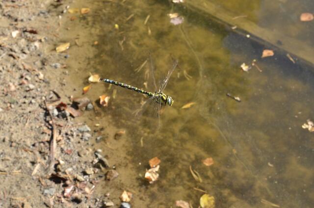 Blaugrüne Mosaikjungfer