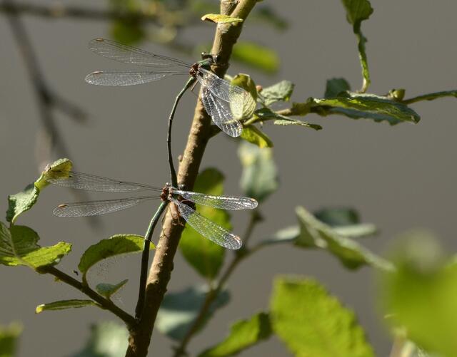Weidenjungfern-Paar