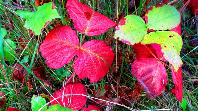 Herbstbilder aus Nebra - mit Farbverstärkungsfilter vom 15.Oktober 2016 !