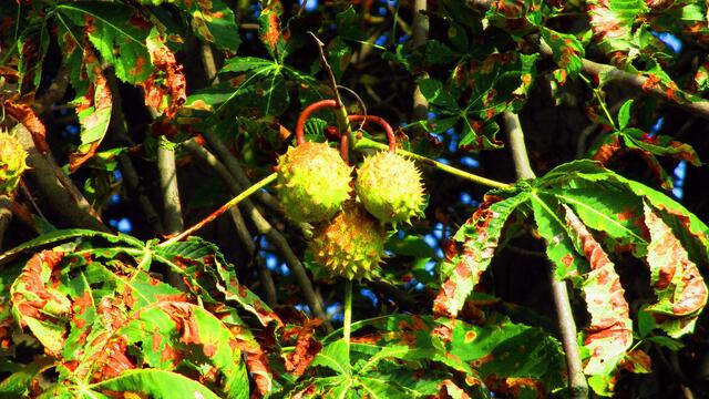 Herbstbilder aus Nebra - mit Farbverstärkungsfilter vom 15.Oktober 2016 !
