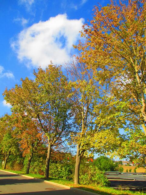 Herbstbilder aus Nebra - mit Farbverstärkungsfilter vom 15.Oktober 2016 !