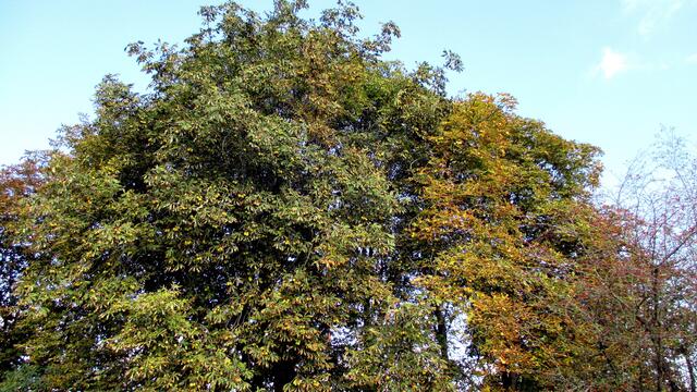 Herbstbilder aus Nebra - mit Farbverstärkungsfilter vom 15.Oktober 2016 !