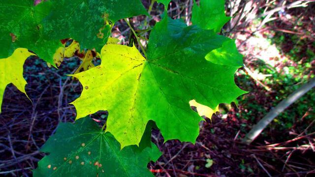 Herbstbilder aus Nebra - mit Farbverstärkungsfilter vom 15.Oktober 2016 !